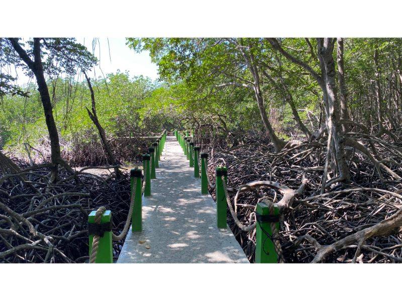 Wisata mangrove di pantai Bama by Gmap