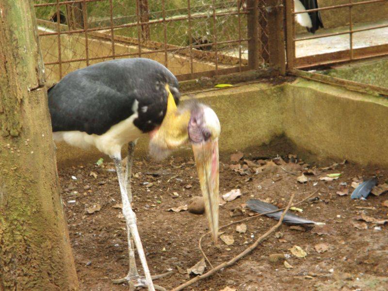 Satwa di Kebun Binatang Medan Zoo Foto via Gmap