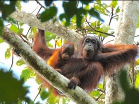 Orangutan di Bukit Lawang Foto By Orangutan Experience