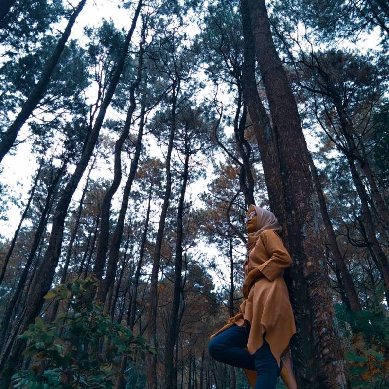 Hutan Pinus Ujung Aspal