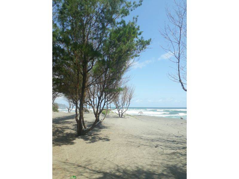 Pantai Cemara Sewu Jogjakarta
