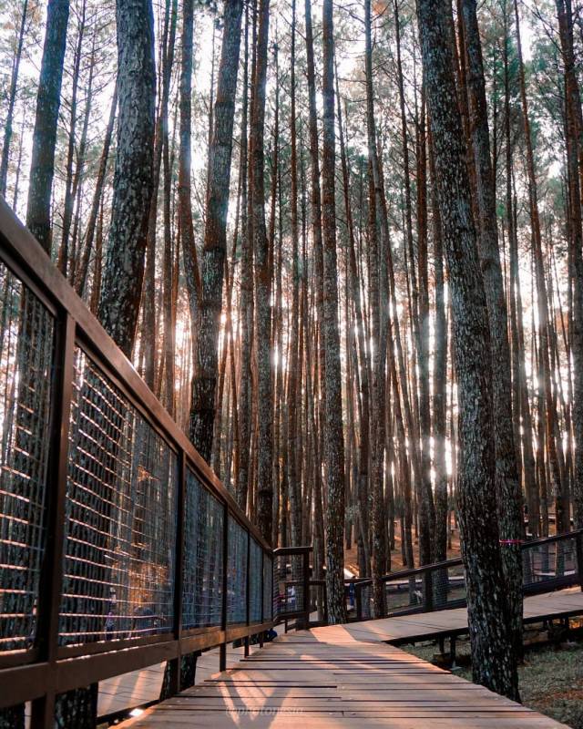 Hutan Pinus Imogiri By @photonesia.