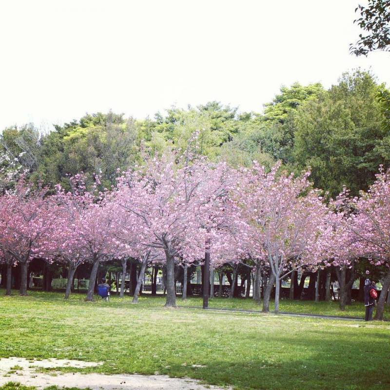 Taman Sakura Cibodas by @c.i.s.k.4
