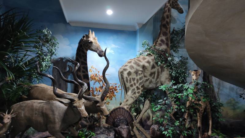 Hewan Afrika di Rahmat Internasional Wildlife Museum Gallery