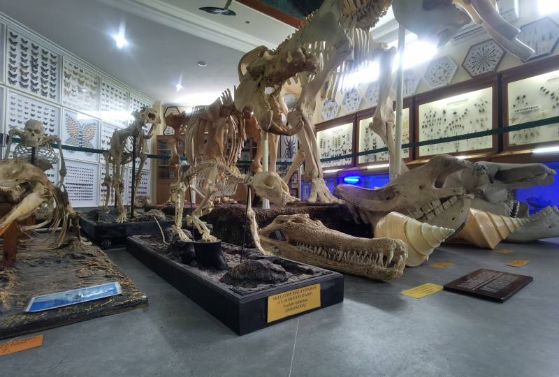 Spot Fosil Hewan di Rahmat Internasional Wildlife Museum Gallery