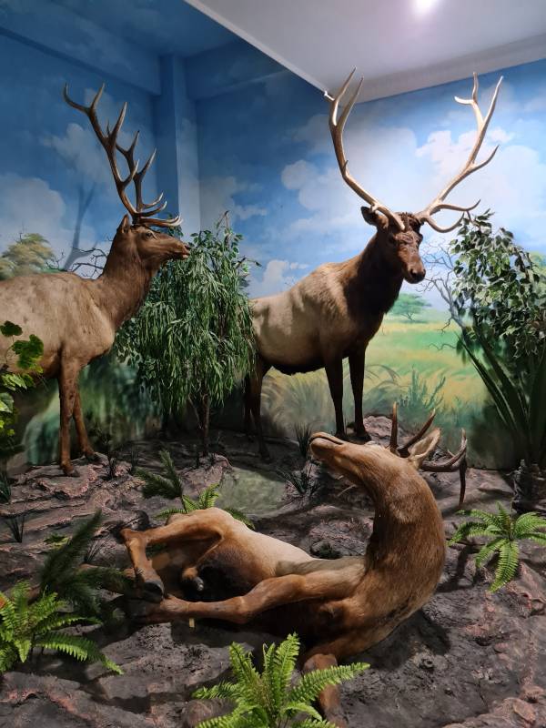 Spot Rusa di Rahmat Internasional Wildlife Museum Gallery
