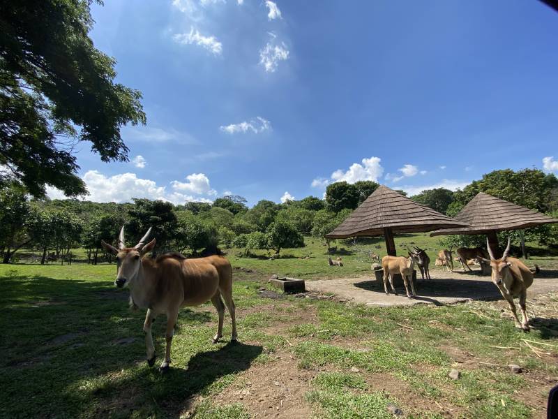 Wahana di Taman Safari Prigen